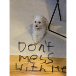 Dogs are of the best