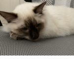 Me0w meow club