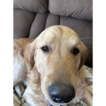 Dog all the best.
