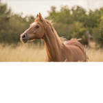 Equestrian Peeps