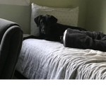 Oh yeah my dog