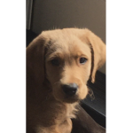 If u are a girl and love dogs
