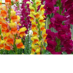 The Snapdragons