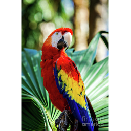 Parrot RP