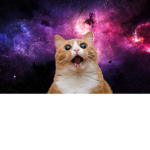 Me like cat's