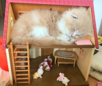 bunisu
