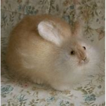 Fat Bunnies