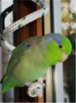 Indy The Parrot Lovers (he died) :(