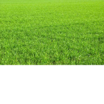 Plantation
