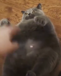 GZNPY