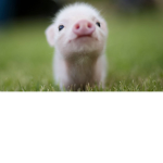 pig paradise