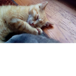 Kitty\cats