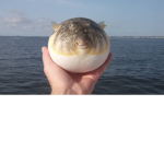 Puffer Fish Peeps