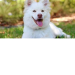 puppy print studios