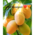 little mangos!