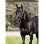 anna horses
