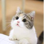 Cat is very very cute