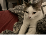 Willowismycat