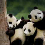 Panda-Army!
