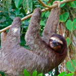 Sloth Shirt Designs