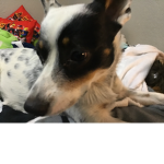 This is a cute dog
