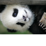 panda william