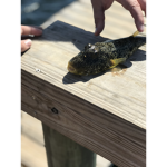 All_fish_united