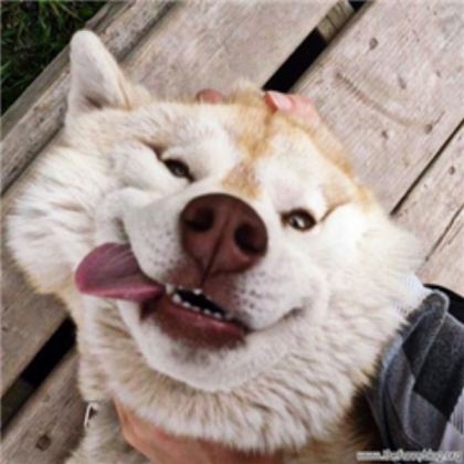 dog Roblox decal