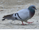 Group of PIGEONS
