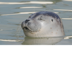 luv seal group