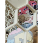 코끼리 진짜루 주실거쥬?? 영상 찍어용!!