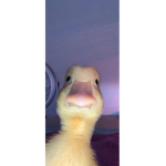 Enten Arme!!