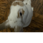 SashaIsuperswagy