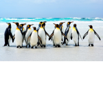 Penguin Party