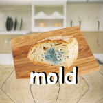 Moldy Bread Studios