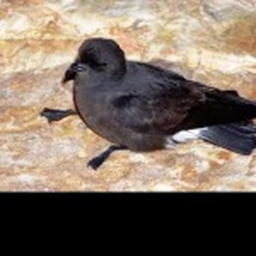 water bird