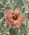 SxnflowerScents