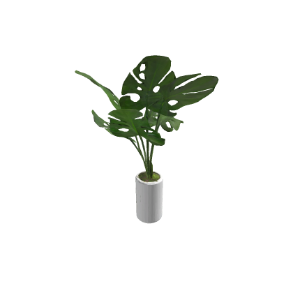 Decor Plants (Monstera)