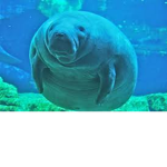 antons manatee club