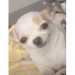 p p poopoo