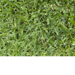 Grass#