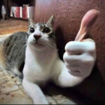 Cat Thumb Up