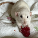 SillyRats!