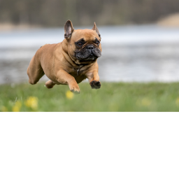 Frenchie Runner