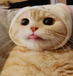 Momomælk