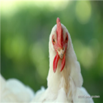 Chickens Are Best