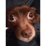 My dogs a rat