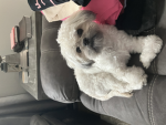 Super cute amazing Dogs