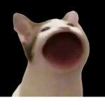 pop cat ~~~~~~~~~~~
