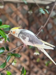 ºCoco the birdieº